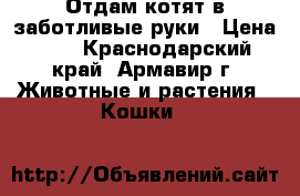 Отдам котят в заботливые руки › Цена ­ 1 - Краснодарский край, Армавир г. Животные и растения » Кошки   